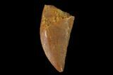 Serrated, Raptor Tooth - Real Dinosaur Tooth #137183-1